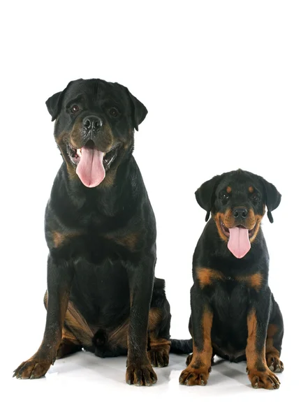 Cachorro e adulto rottweiler — Fotografia de Stock