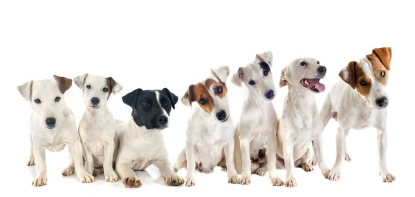 Grupo de Jack Russel terrier — Fotografia de Stock