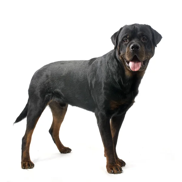 RottweilerRottweiler — Zdjęcie stockowe