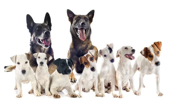 Grupp av jack russel terrier och malinois — Stockfoto