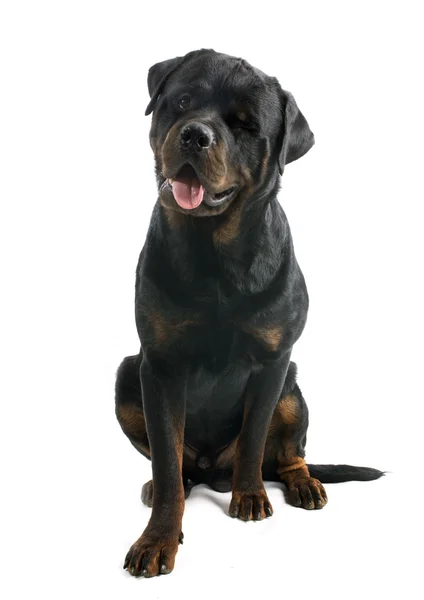 Piscadela de rottweiler — Fotografia de Stock