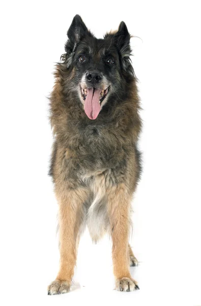 Old belgian shepherd — Stock Photo, Image