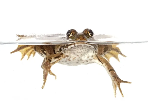 Обыкновенная лягушка — стоковое фото