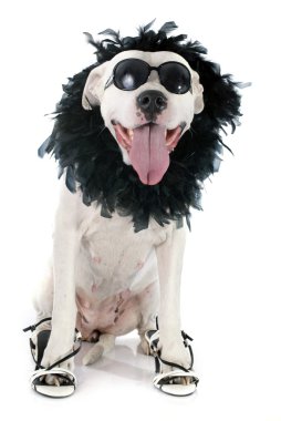 Arjantin köpeği