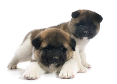 Amerikan akita köpek yavrusu