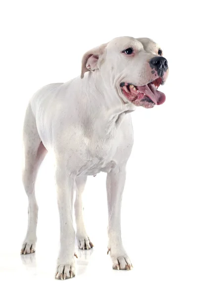 Argentinian dog — Stock Photo, Image