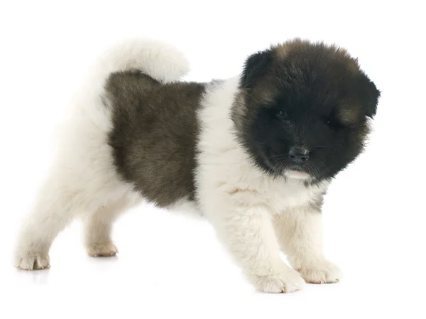 Amerikan akita köpek yavrusu — Stok fotoğraf