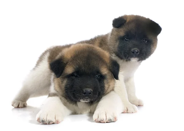 Welpen amerikanische akita — Stockfoto