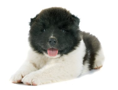 Amerikan akita köpek yavrusu