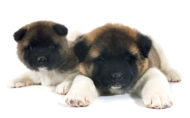 Amerikan akita köpek yavrusu