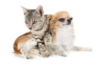 Bengal kedisi ve chihuahua