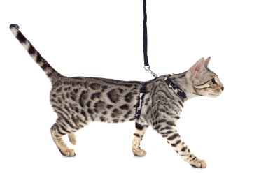 Bengal kedisi