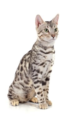 Bengal kedisi