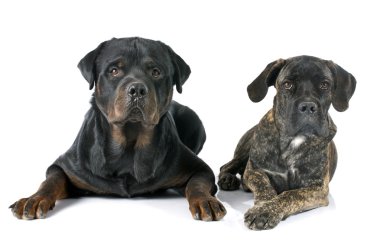 yavru cane corso ve rottweiler