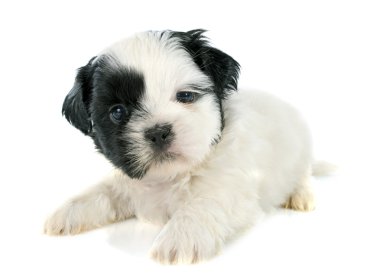 shih tzu Puppy