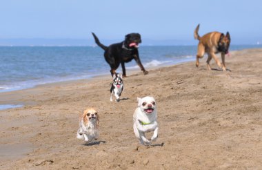 çalışan köpek