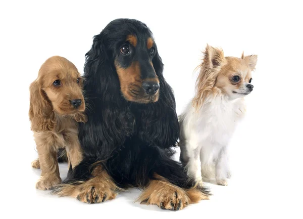 Drie kleine honden — Stockfoto