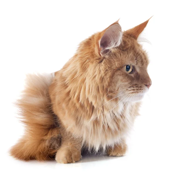 Maine coon cat — Fotografia de Stock