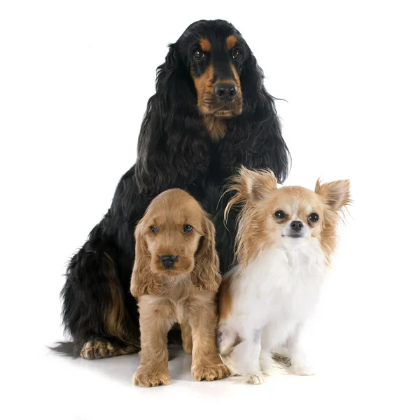 Tre cagnolini — Foto Stock