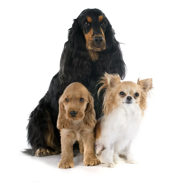 Three little dogs — Stock Photo, Image