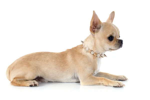 Puppy chihuahua — Stock Photo, Image