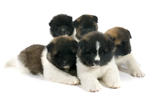 Valp american akita — Stockfoto