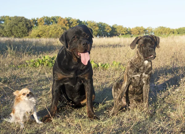 Drie honden — Stockfoto