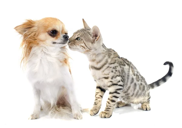 Gato bengala e chihuahua — Fotografia de Stock