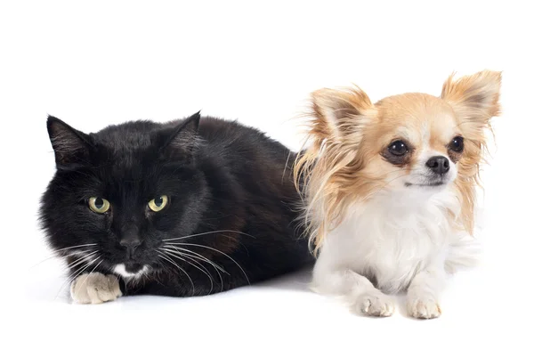 Gato negro y chihuahua — Foto de Stock