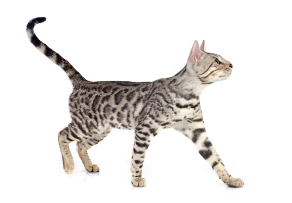 벵골 고양이 — 스톡 사진