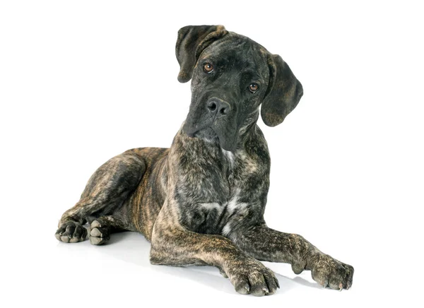 Kiskutya cane corso — Stock Fotó