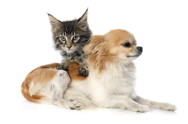 Maine coon kitten and chihuahua — Stock Photo, Image