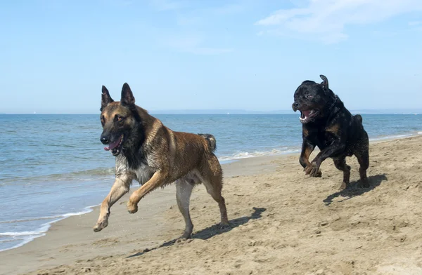 Köpekler iskambil — Stok fotoğraf