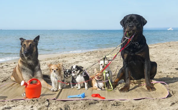 Kumsaldaki köpekler. — Stok fotoğraf