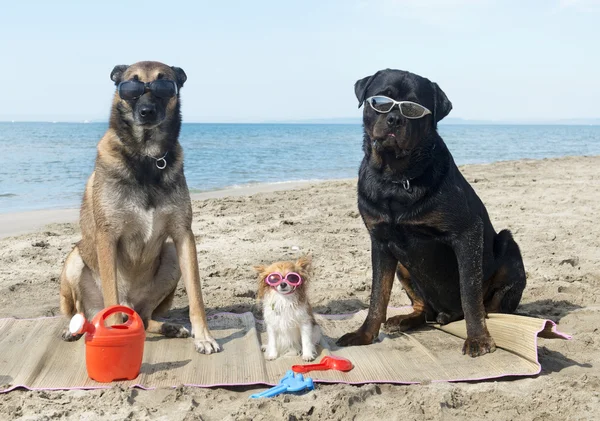 Drie honden op het strand — Stockfoto