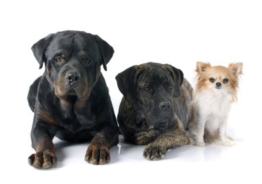 üç köpek
