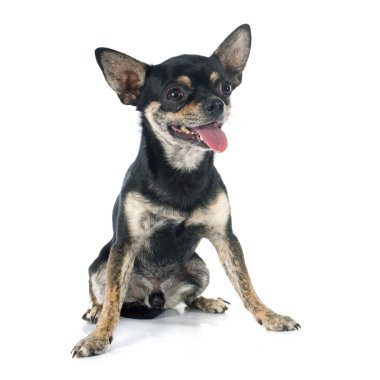 Chihuahua