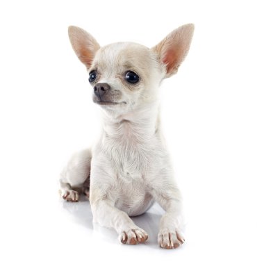 köpek chihuahua