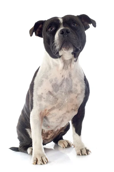 Τεριέ Staffordshire bull — Φωτογραφία Αρχείου