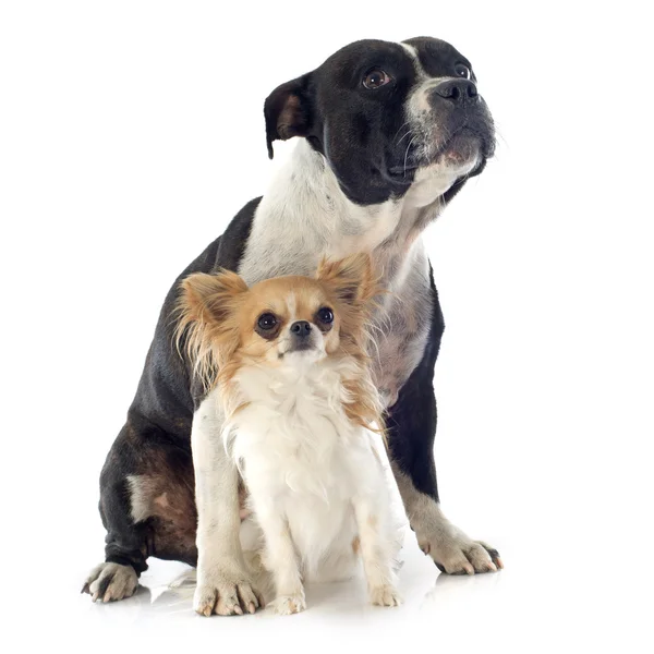 Terrier touro staffordshire e chihuahua — Fotografia de Stock