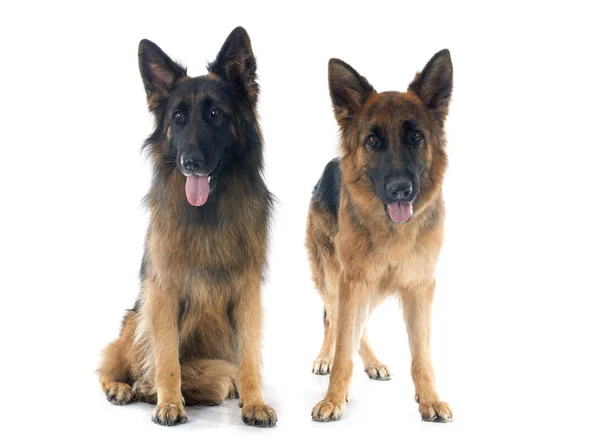 Two german shepherds — Stock Photo, Image