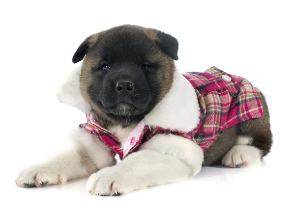 Cucciolo americano akita — Foto Stock