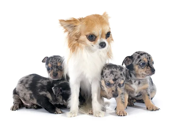 Puppies en volwassene chihuahua — Stockfoto