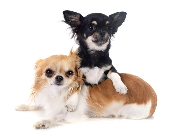 Puppy and adult chihuahua — Stock Photo, Image