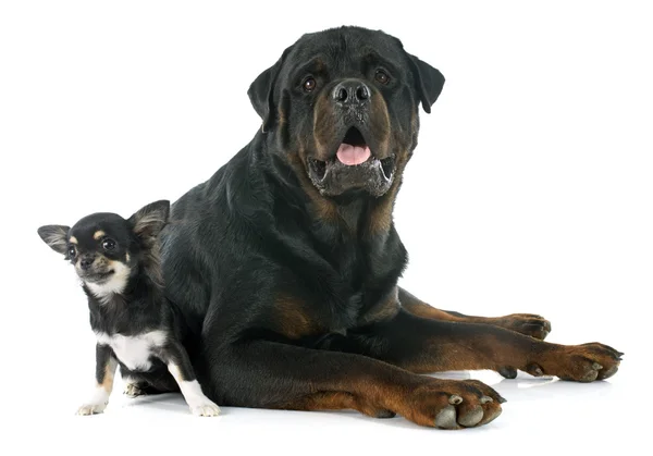 Chihuahua de cachorro e rottweiler — Fotografia de Stock