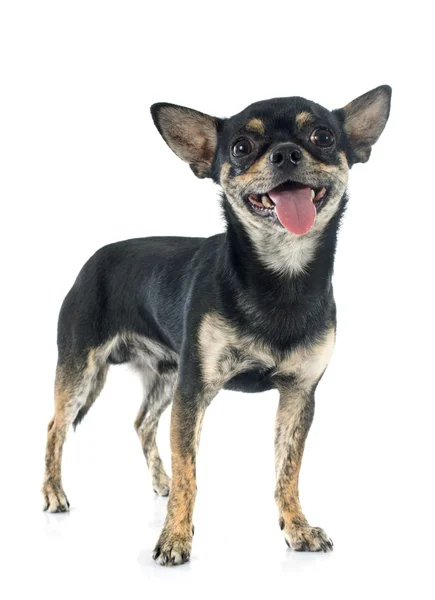 Chihuahua — Stock Photo, Image