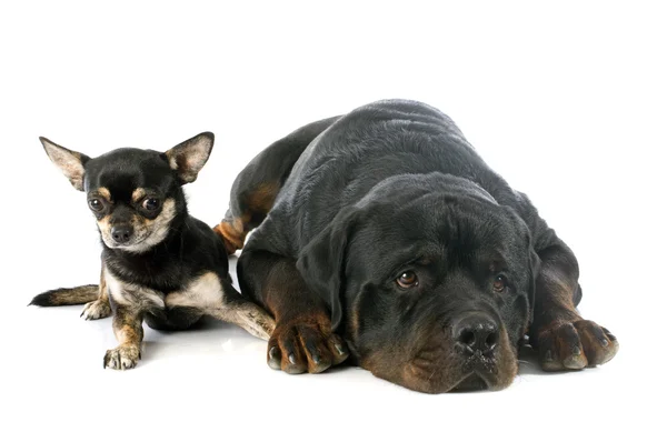 Rottweiler und Chihuahua — Stockfoto