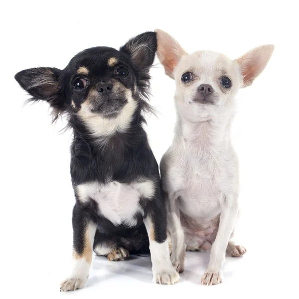 Welpen chihuahua — Stockfoto