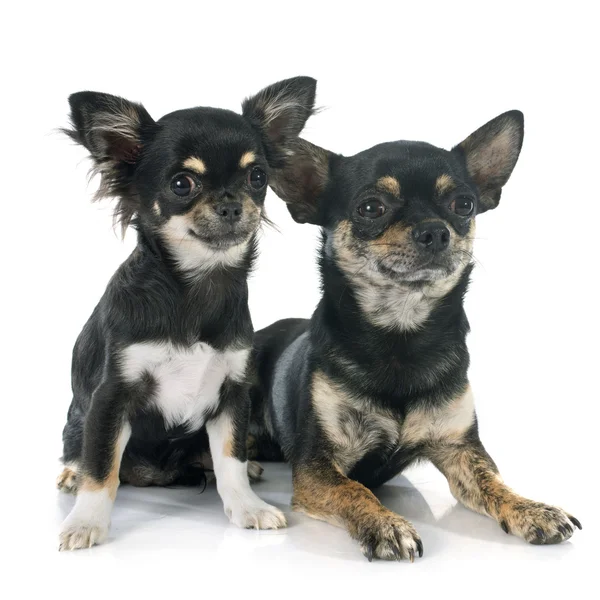 Cachorro e chihuahua adulto — Fotografia de Stock