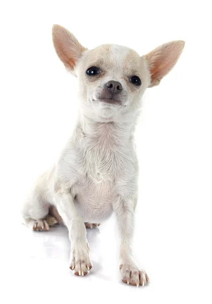 Szczeniak chihuahua — Zdjęcie stockowe